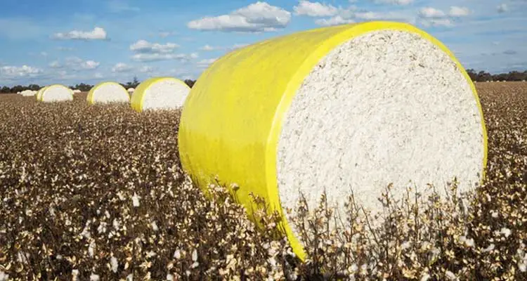 India Feb Cotton Exports Surge to 2-Year High with Irresistible Discounts