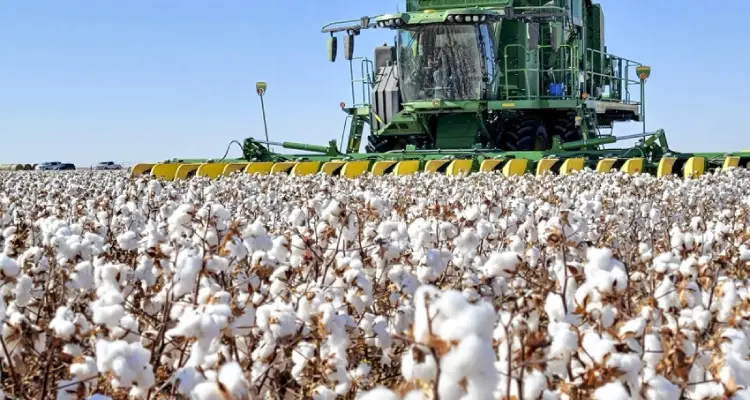 Global-Cotton-Market-Update-Production-&-Consumption-Drop.jpg