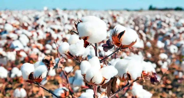 APTMA-Cotton-Foundation-and-BCI-Unite-for-the-Revolution-of-Cotton-Production.jpg