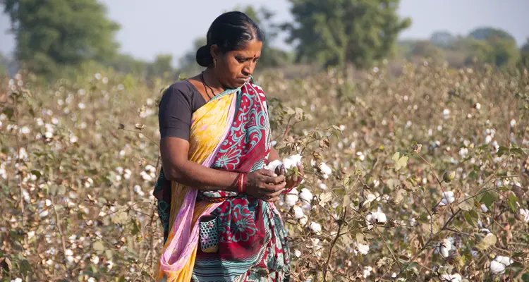 Cotton-Association-of-India-Reduces-Cotton-Output-Forecast.jpg