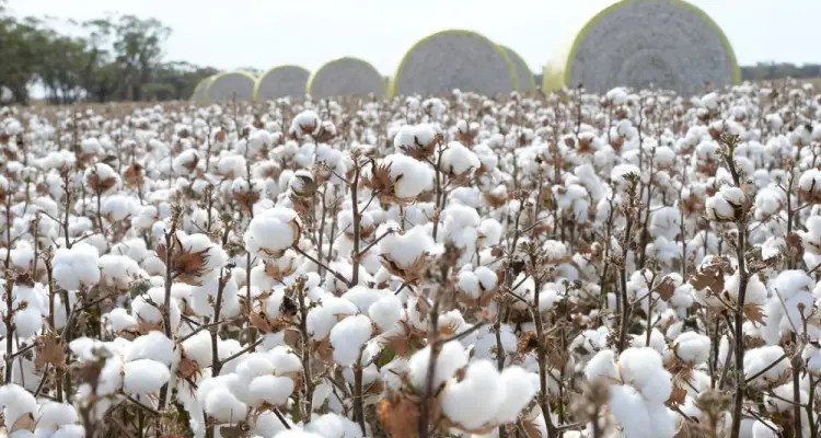 Increased-cotton-production-has-advantages-for-Pakistan-textile-sector.jpg