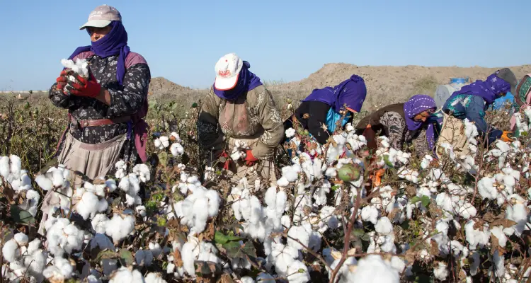 Pakistan-cotton-production-increases-by-82.jpg