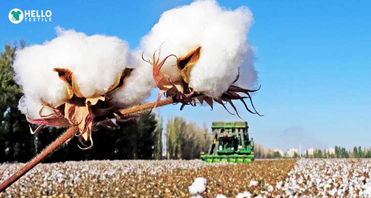  China Achieves Unprecedented Imports of Cotton Yarn from Pakistan, Surpassing $695.6 Million in 2023