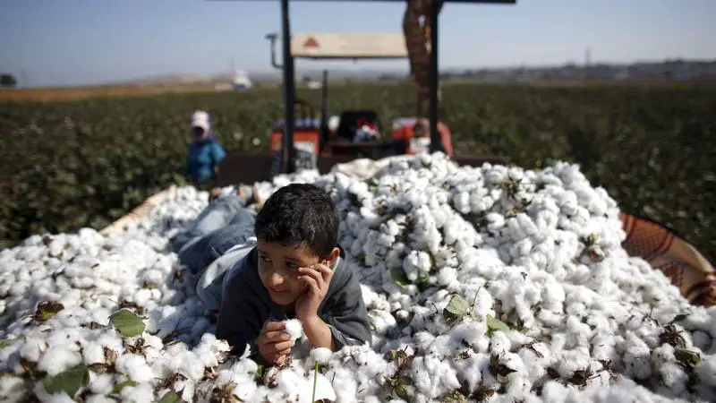 Cotton Dropped After SIMA Urges Textile Mills To Avoid Panic Buying