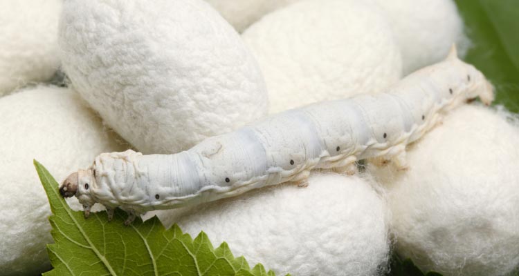 How Silk is Made From Silkworm
